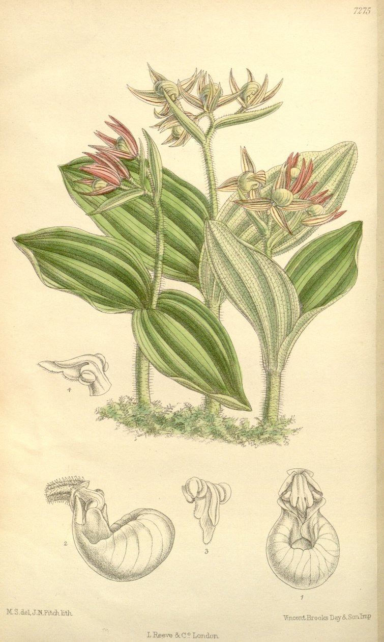Cypripedium fasciculatum da Joseph Dalton Hooker