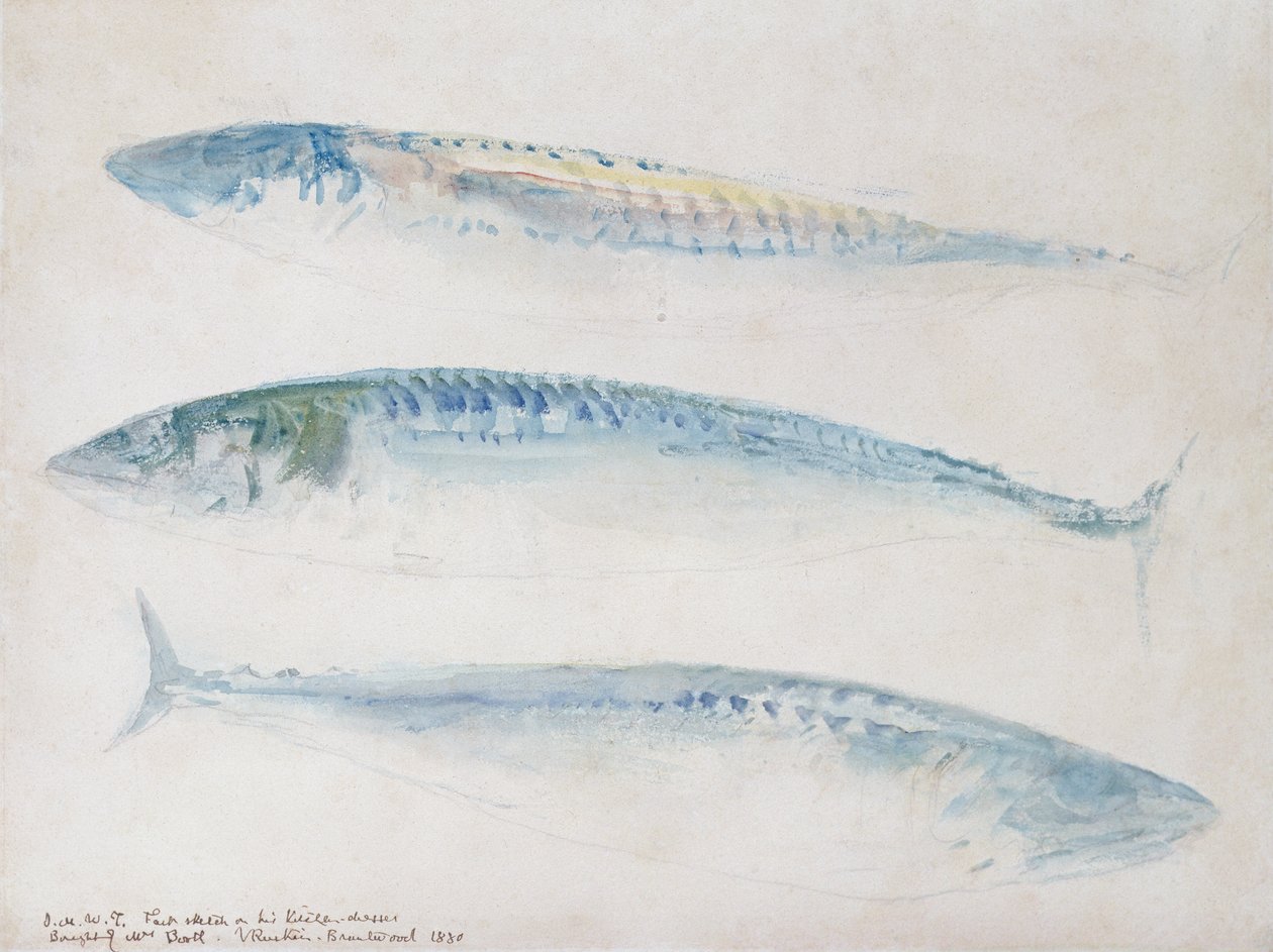 Schizzo di tre sgombri da Joseph Mallord William Turner