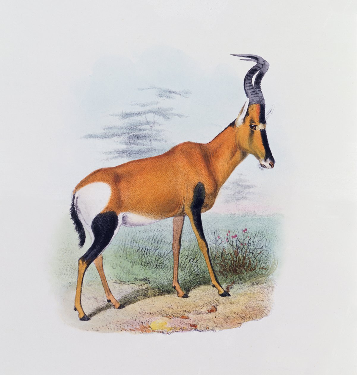 Antilope, da 