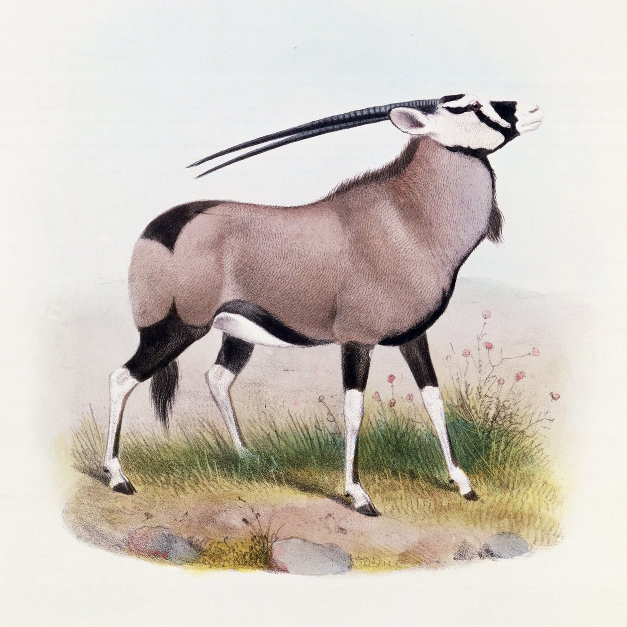 Il Gemsbok, da 