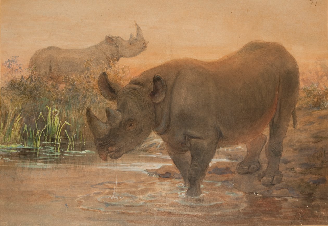 Rinoceronte africano da Joseph Wolf