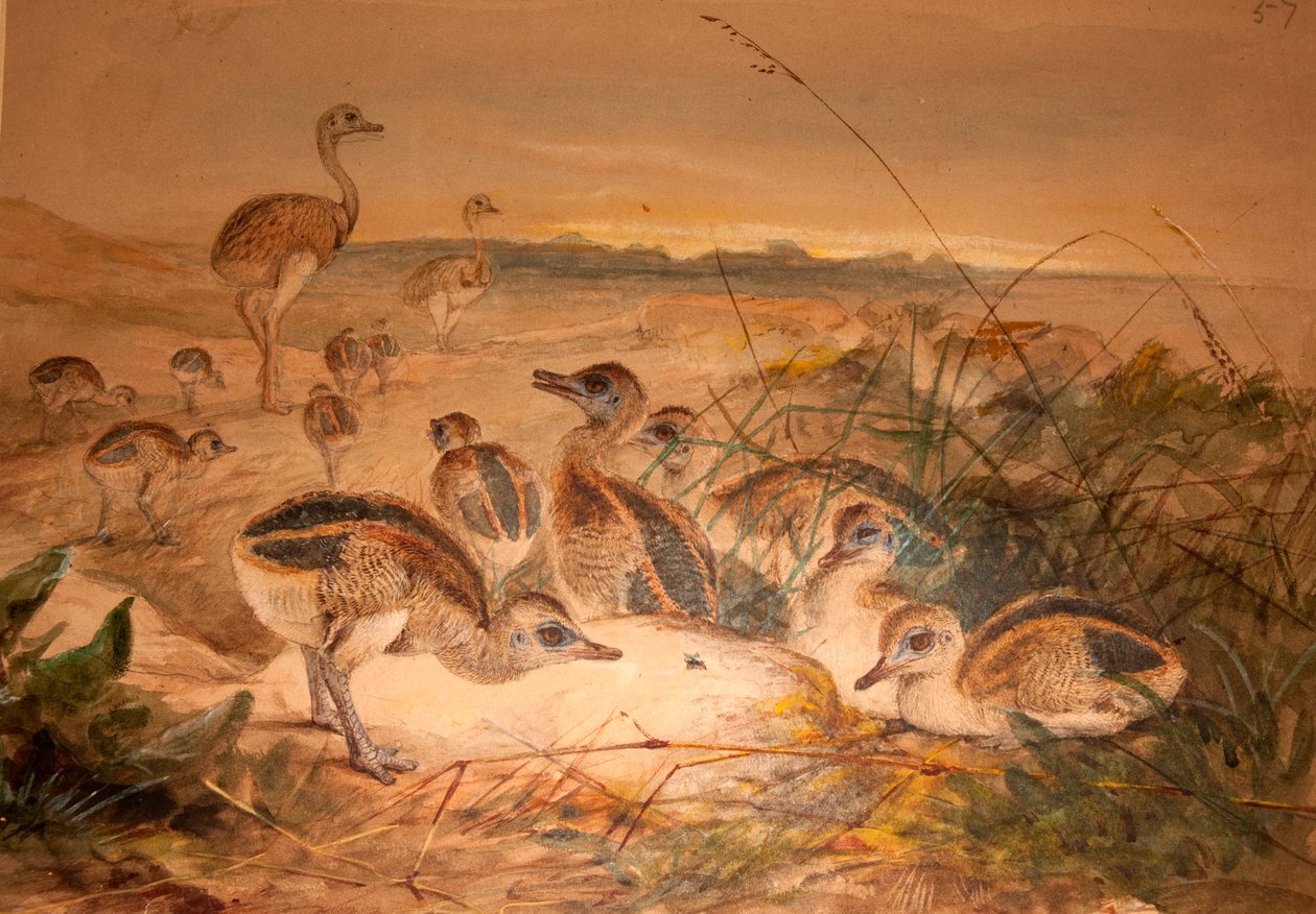 Nandù americani (Rhea americana), c.1851-76 da Joseph Wolf