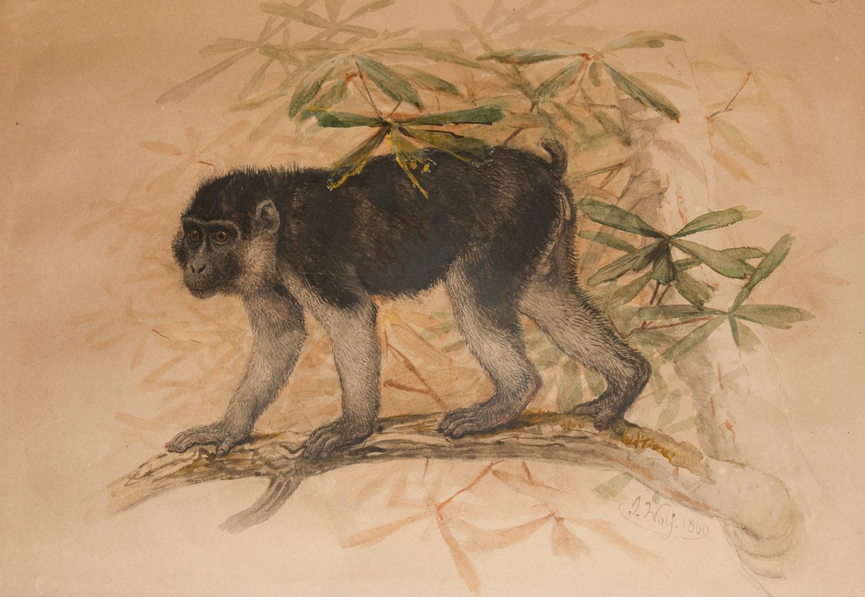 Macaco nero fuligginoso da Joseph Wolf