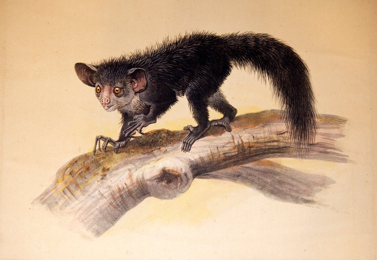 Aye-aye, 1861 da Joseph Wolf
