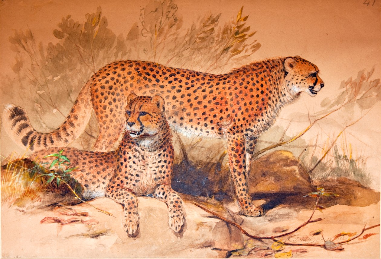 Ghepardo, 1851-52 da Joseph Wolf