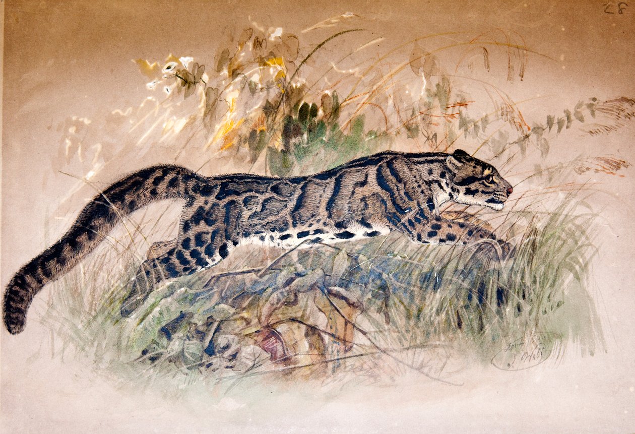 Leopardo nebuloso, 1851-69 da Joseph Wolf