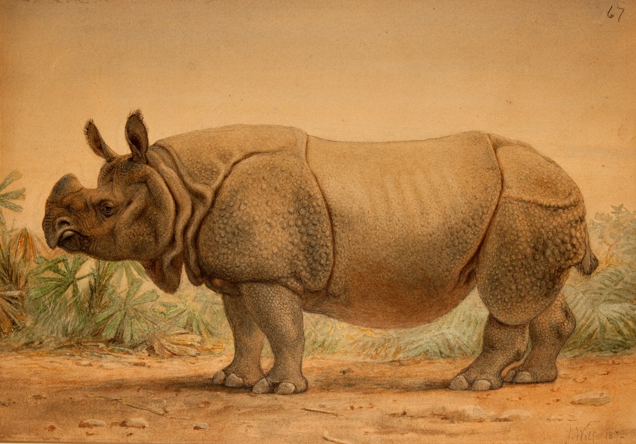 Rinoceronte indiano da Joseph Wolf