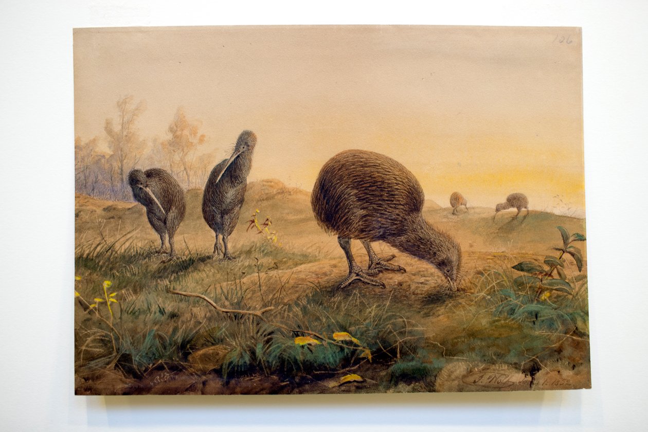 Kiwi Mantells, 1852 da Joseph Wolf