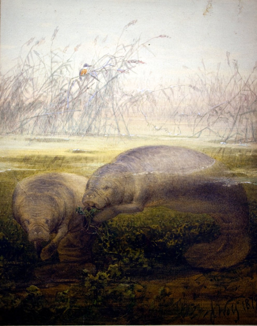 Lamantino, 1879 da Joseph Wolf