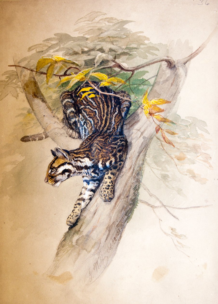 Ocelot da Joseph Wolf