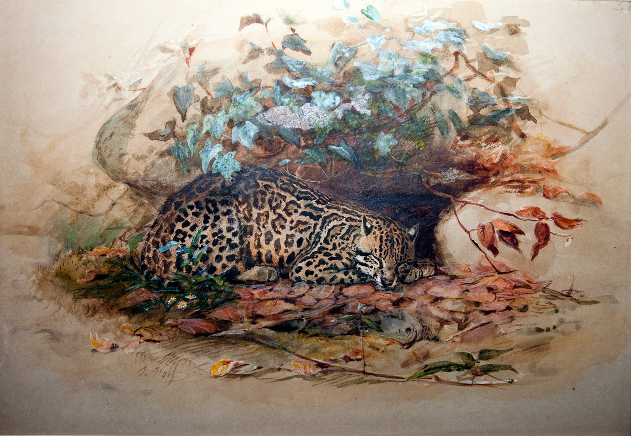 Ocelot, 1851-52 da Joseph Wolf