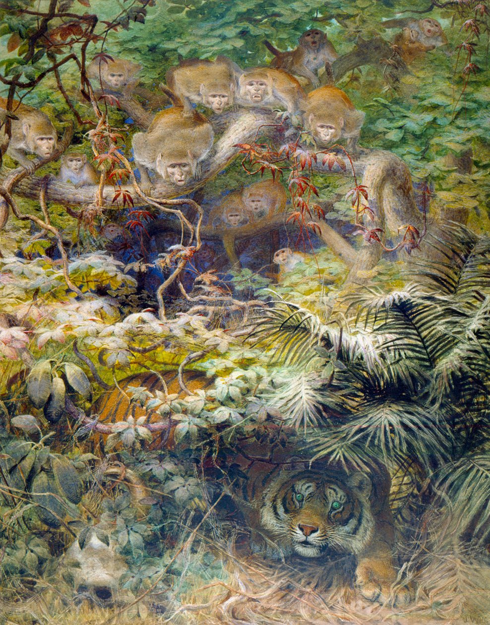 Rissa nella giungla, 1863 da Joseph Wolf