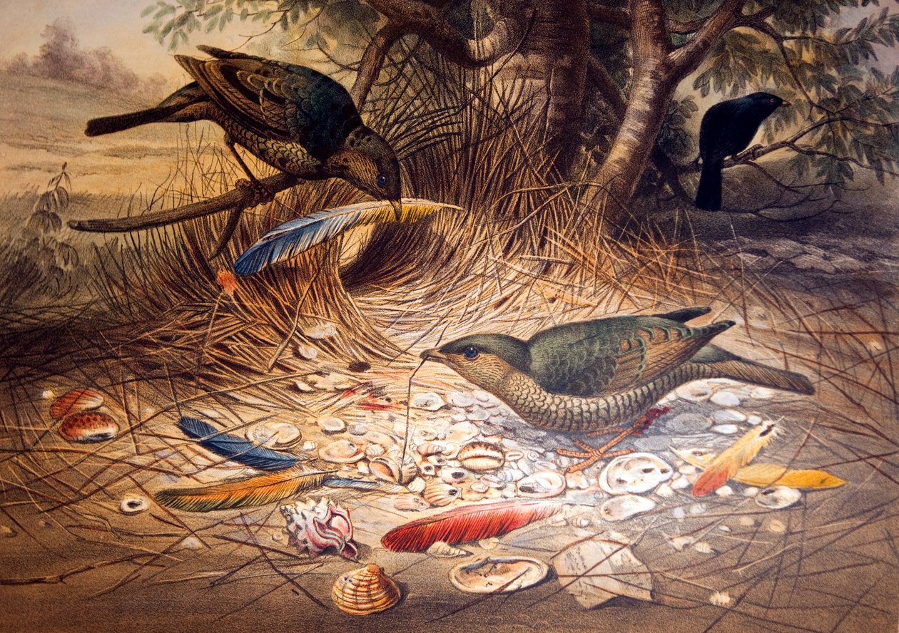 Uccello Satin Bower, 1861 da Joseph Wolf