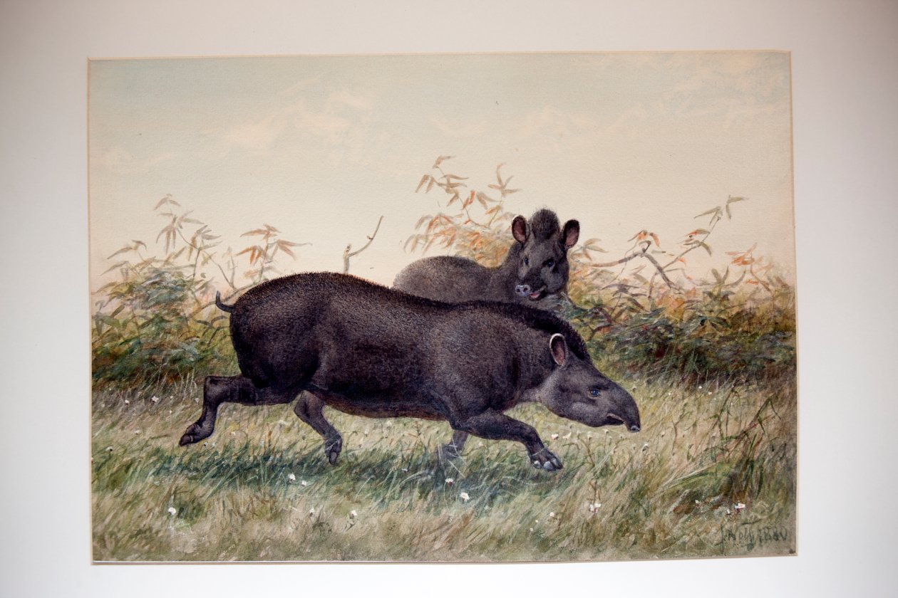 Tapir, 1880 da Joseph Wolf