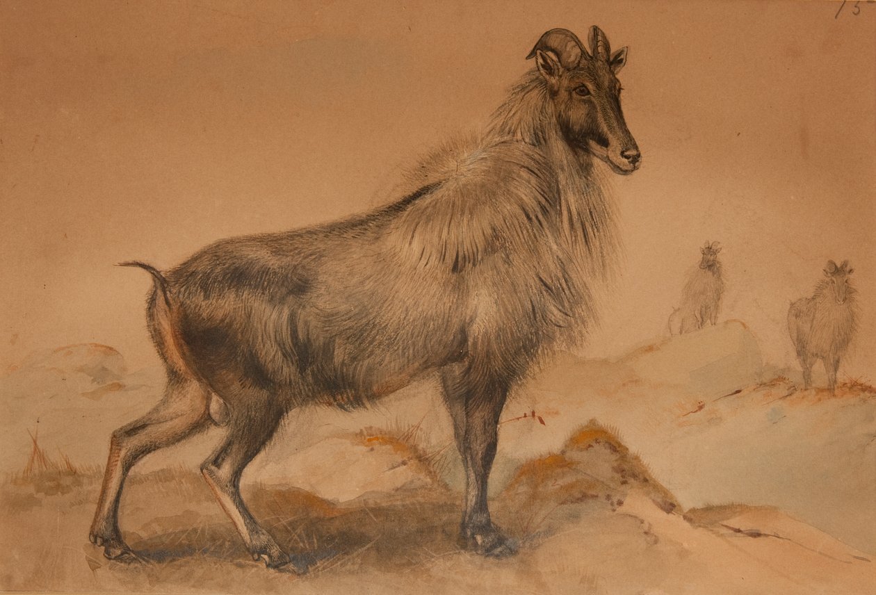 Thar da Joseph Wolf