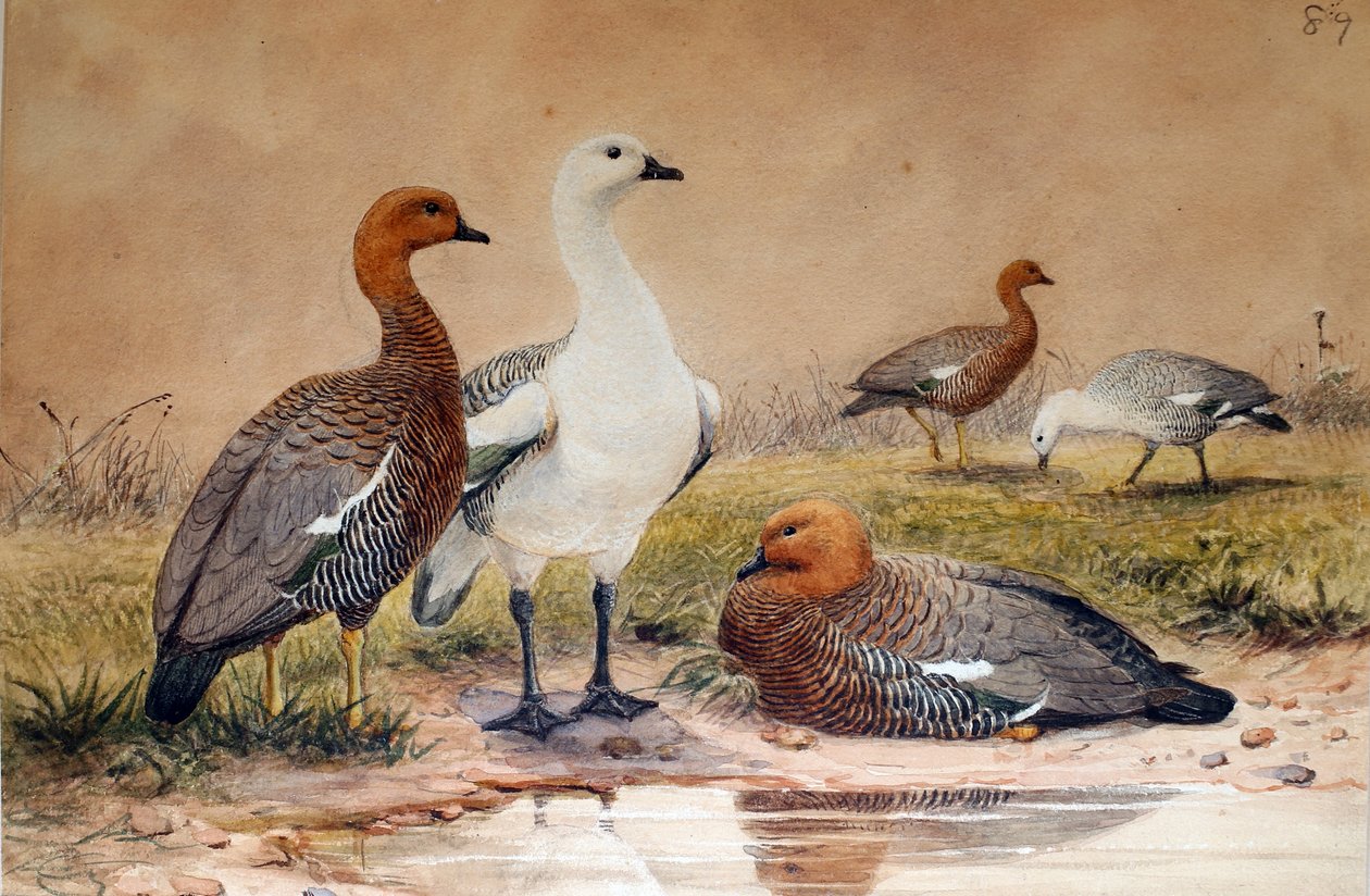 Oca di Magellano (Bernicla magellanica), 1852-54 da Joseph Wolf