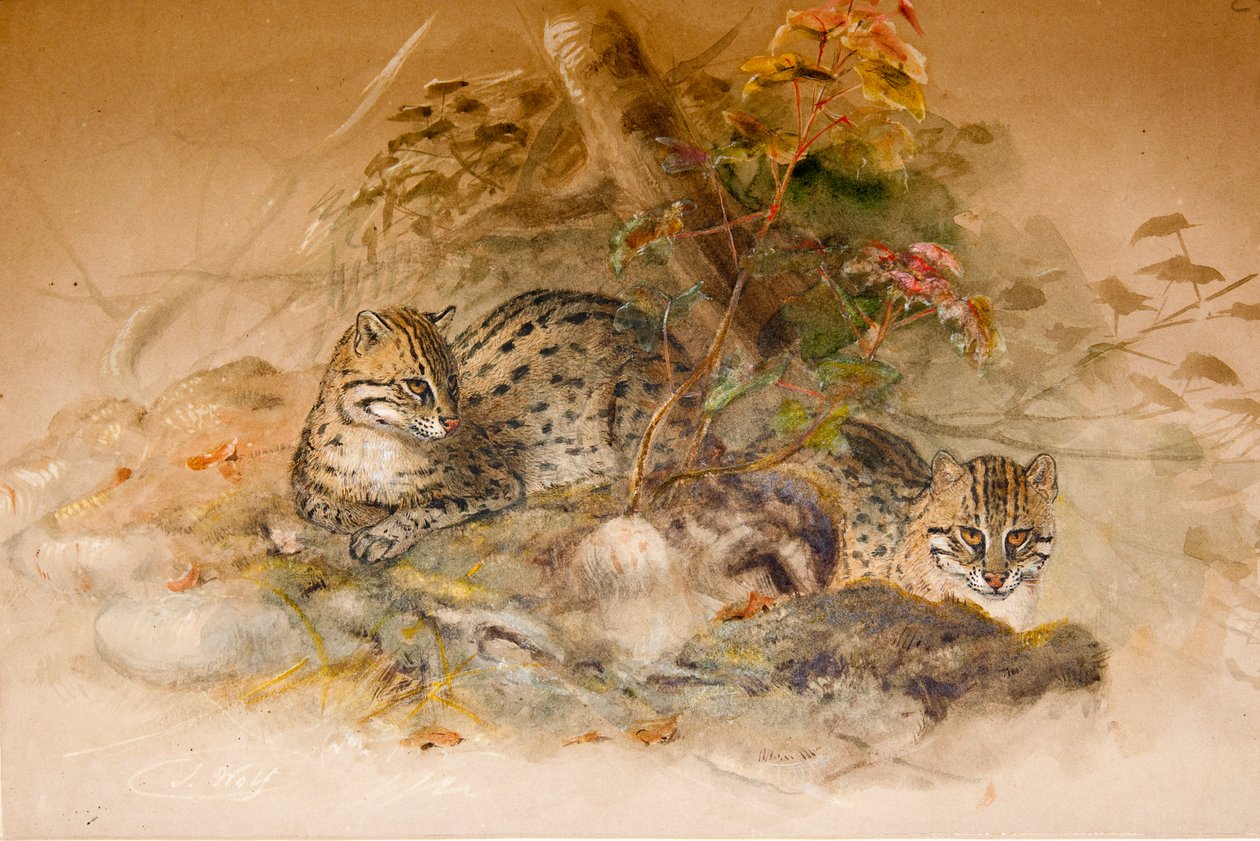 Gatto Wagati, 1851-69 da Joseph Wolf
