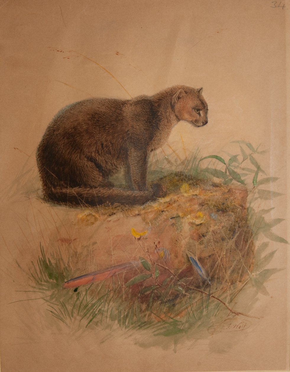 Gatto Yaguarundi (Felis yaguarundi) da Joseph Wolf