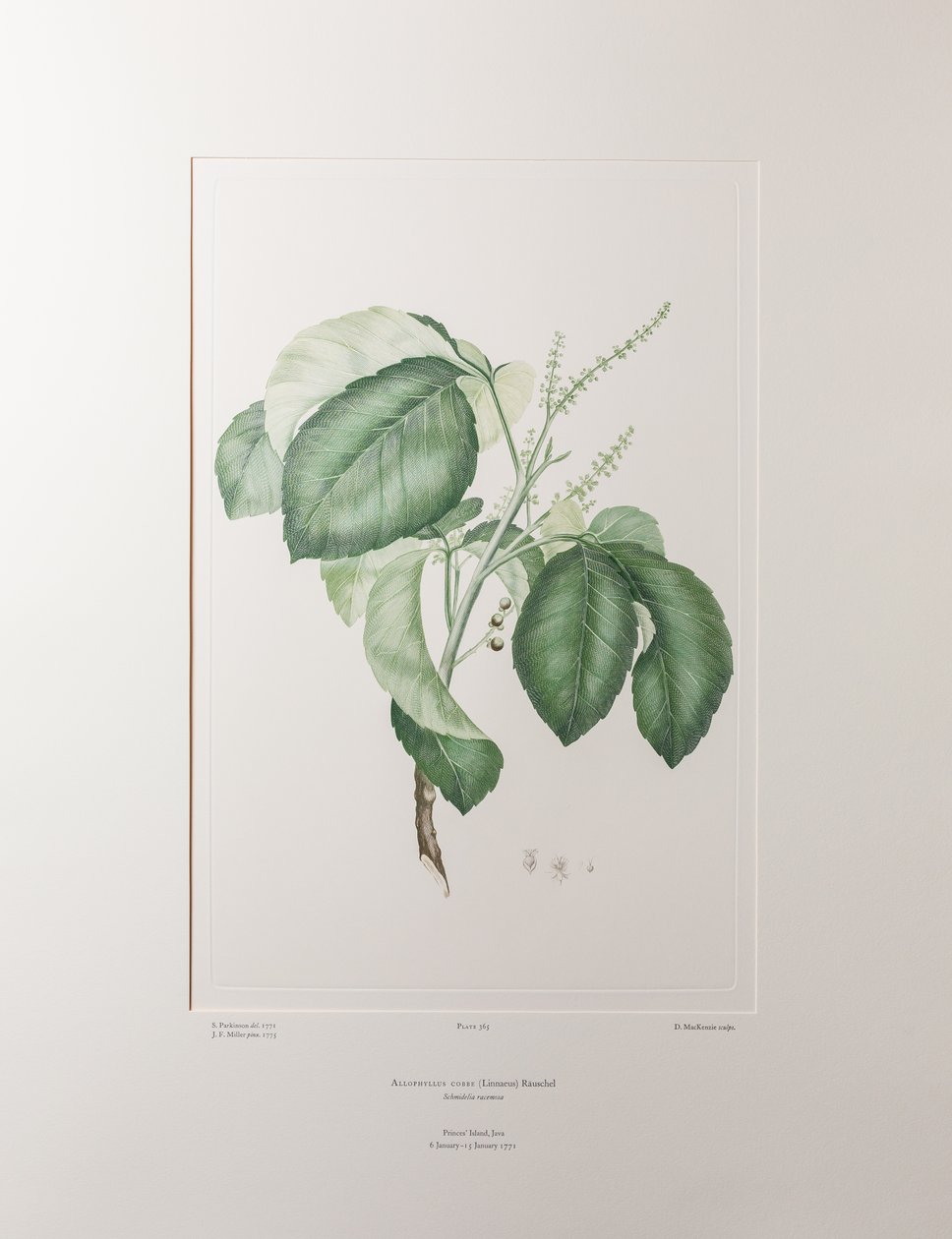 Allophyllus cobbe (Sapindaceae) - Tavola 365, Florilegium di Banks, c.1771-84 da Joseph Banks
