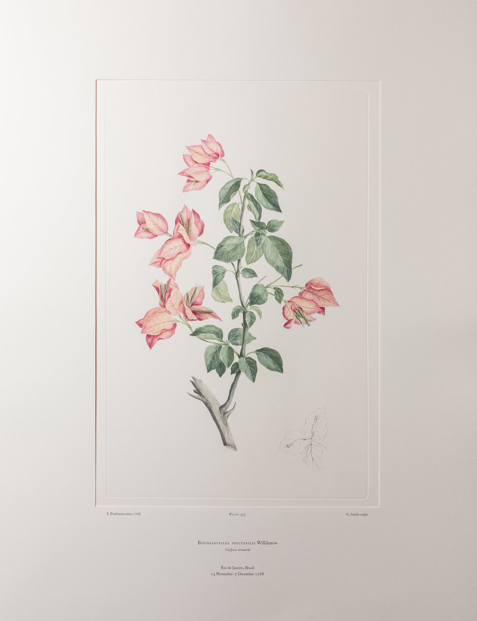 Bouganvillea spectabilis (Nyctaginaceae) - Tavola 355, Florilegium di Banks, c.1771-84 (incisione su rame su carta) da Joseph Banks