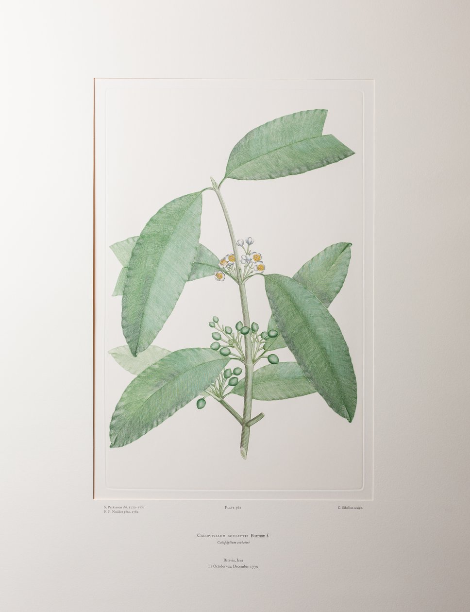 Calophyllum soulattri (Guttiferae) - Tavola 362, Florilegium di Banks, c.1771-84 (incisione su rame su carta) da Joseph Banks