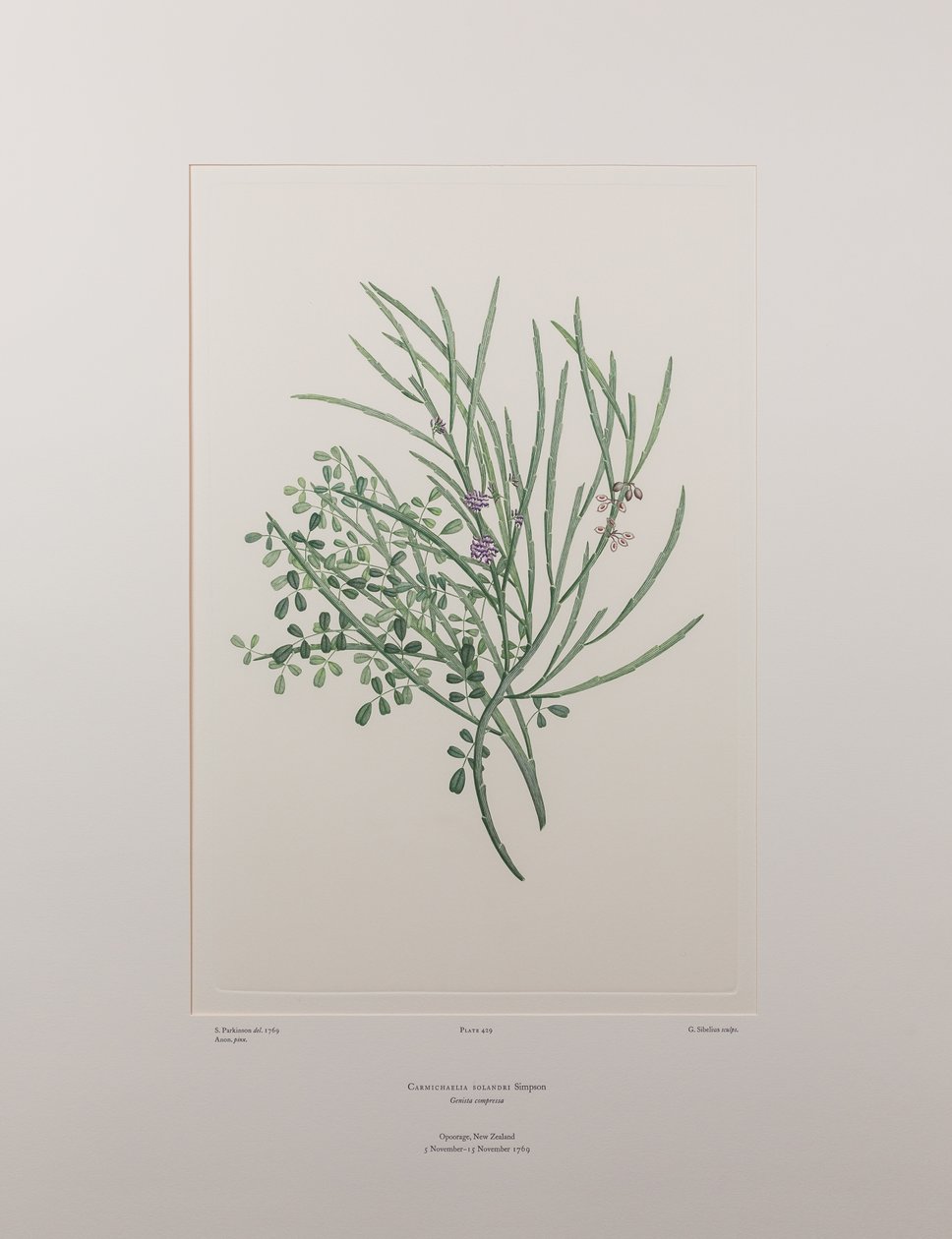 Carmichaelia solandri (Leguminosae) - Tavola 429, Florilegium di Banks, c.1771-84 da Joseph Banks