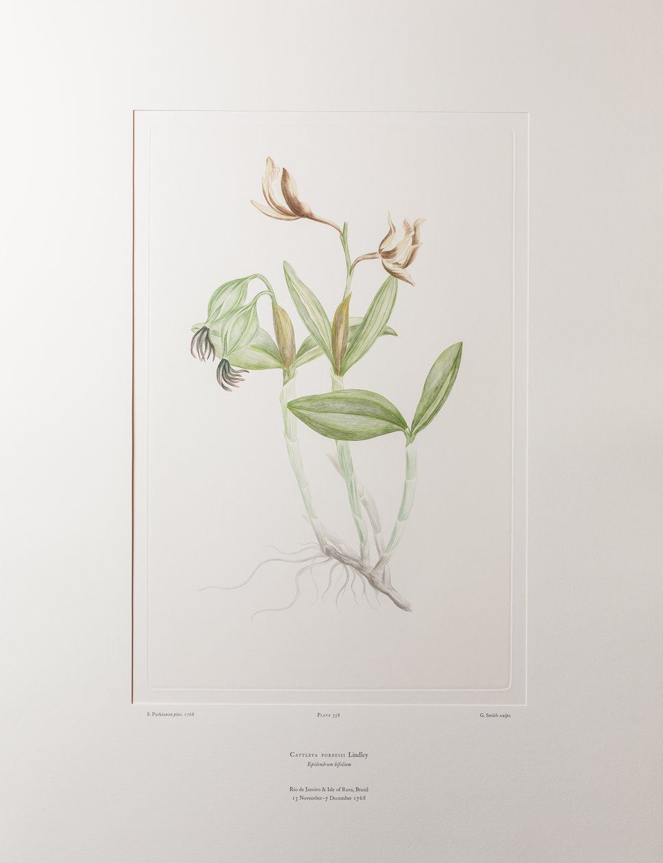 Cattleya forbesii (Orchidaceae) - Tavola 358, Florilegium di Banks, c.1771-84 (incisione su rame su carta) da Joseph Banks