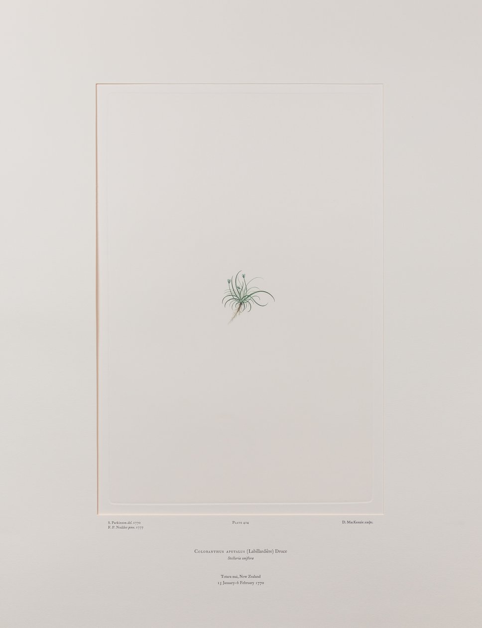 Colobanthus apetalus (Caryophyllaceae) - Tavola 414, Florilegium di Banks, c.1771-84 (incisione su rame su carta) da Joseph Banks