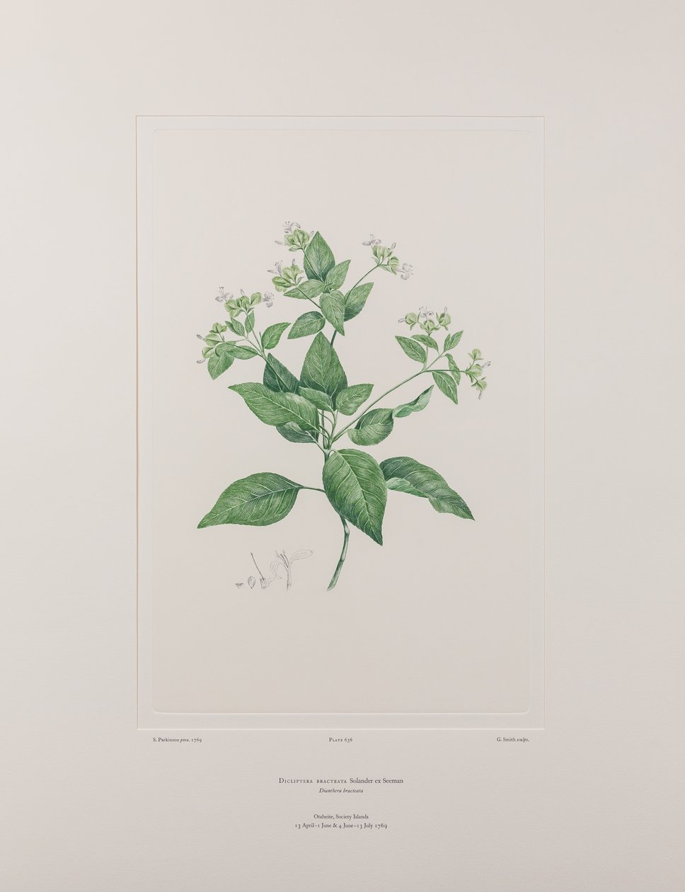 Dicliptera bracteata (Acanthaceae) - Tavola 636, Florilegium di Banks, c.1771-84 (incisione su rame su carta) da Joseph Banks