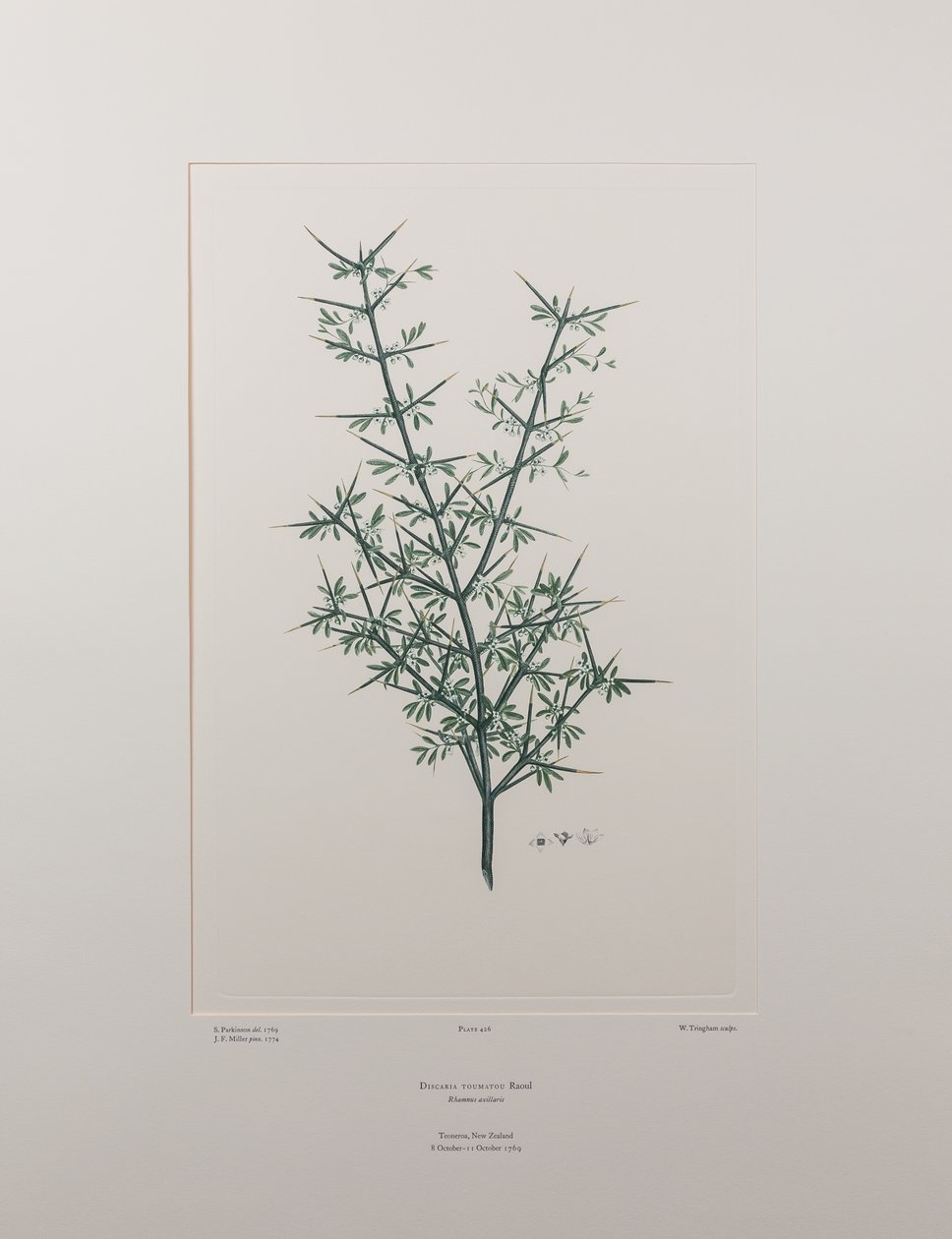 Discaria toumatou (Rhamnaceae) - Tavola 426, Florilegium di Banks, c.1771-84 da Joseph Banks