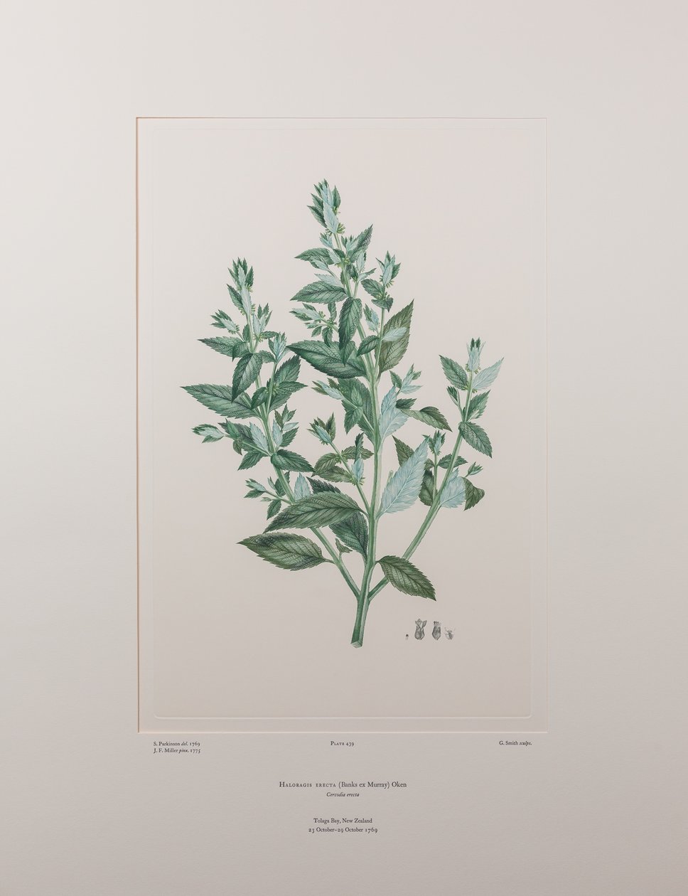 Haloragis erecta (Haloragidaceae) - Tavola 439, Banks
