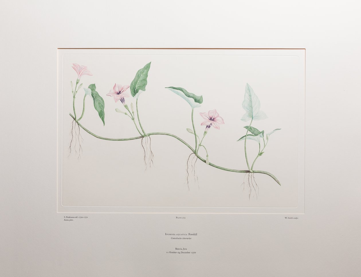 Ipomoea aquatica (Convolvulaceae) - Tavola 375, Florilegium di Banks, c.1771-84 (incisione su rame su carta) da Joseph Banks