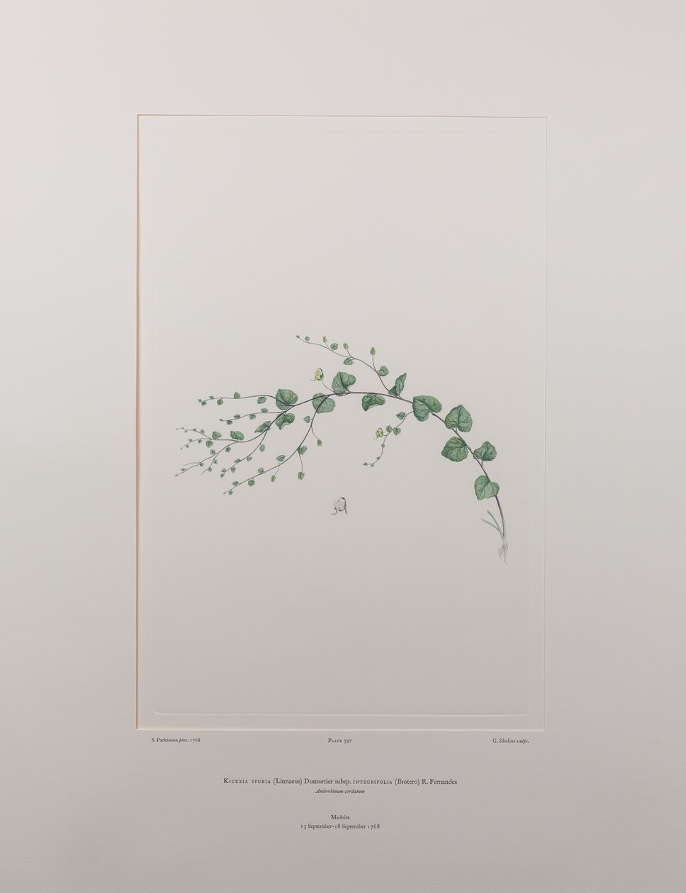 Kicksia spuria subsp. integrifolia (Scrophulariaceae) - Tavola 397, Florilegium di Banks, c.1771-84 da Joseph Banks
