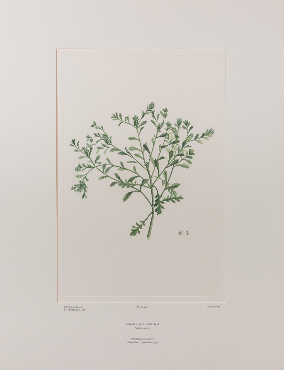 Lepidium flexicaule (Cruciferae) - Tavola 409, Florilegium di Banks, c.1771-84 (incisione su rame su carta) da Joseph Banks