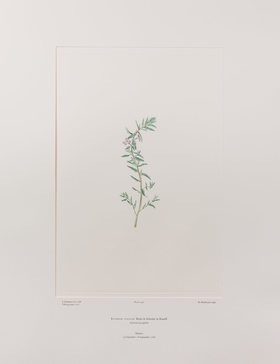 Lythrum junceum (Lythraceae) - Tavola 392, Florilegium di Banks, c.1771-84 (incisione su rame su carta) da Joseph Banks