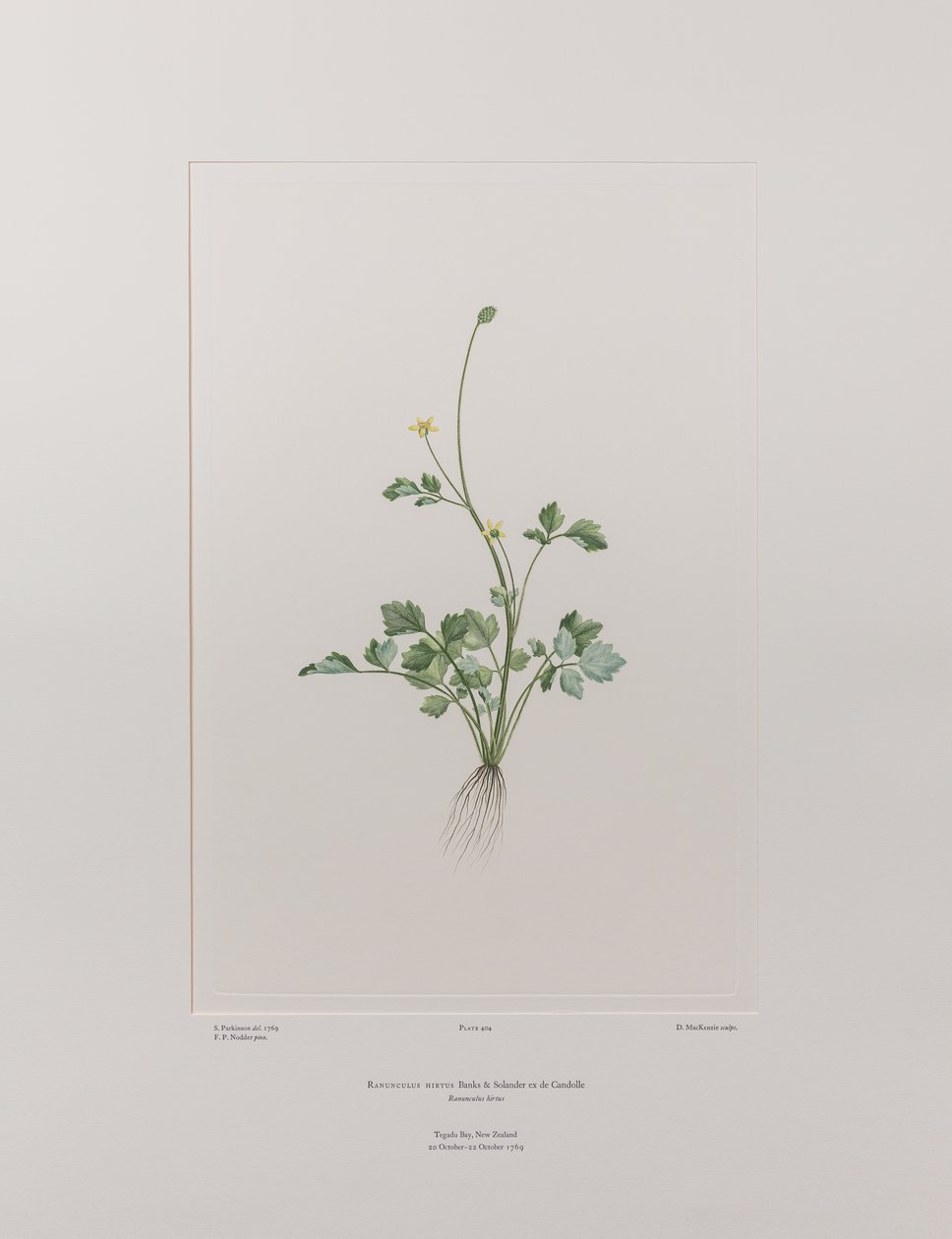 Ranunculus hirtus (Ranunculaceae) - Tavola 404, Banks