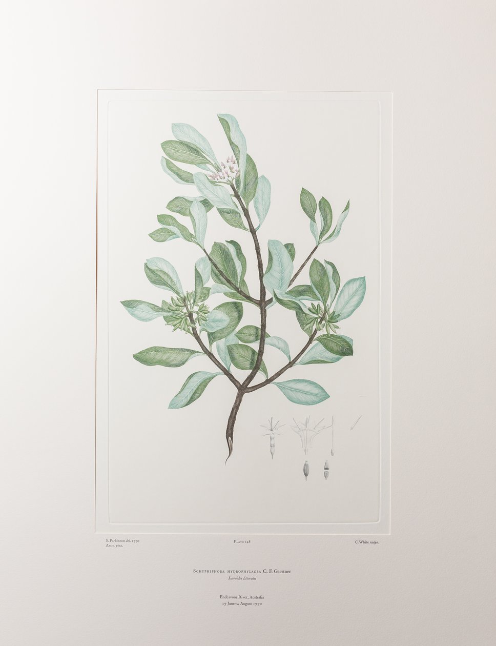 Schyphiphora hydrophyllacea (Rubiaceae) - Tavola 148, Florilegium di Banks, c.1771-84 (incisione su rame su carta) da Joseph Banks