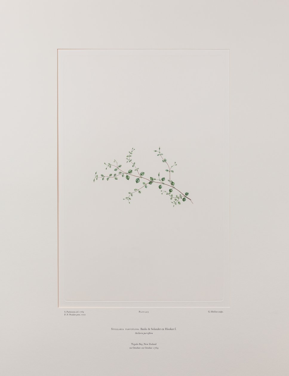 Stellaria parviflora (Caryophyllaceae) - Tavola 415, Florilegium di Banks, c.1771-84 (incisione su rame su carta) da Joseph Banks