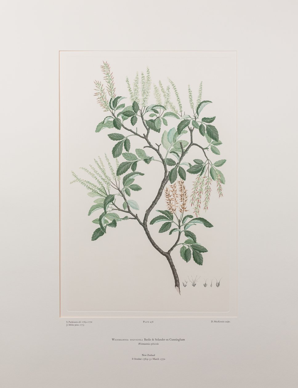 Weinmannia sylvicola (Cunoniaceae) - Tavola 436, Florilegium di Banks, c.1771-84 (incisione su rame su carta) da Joseph Banks