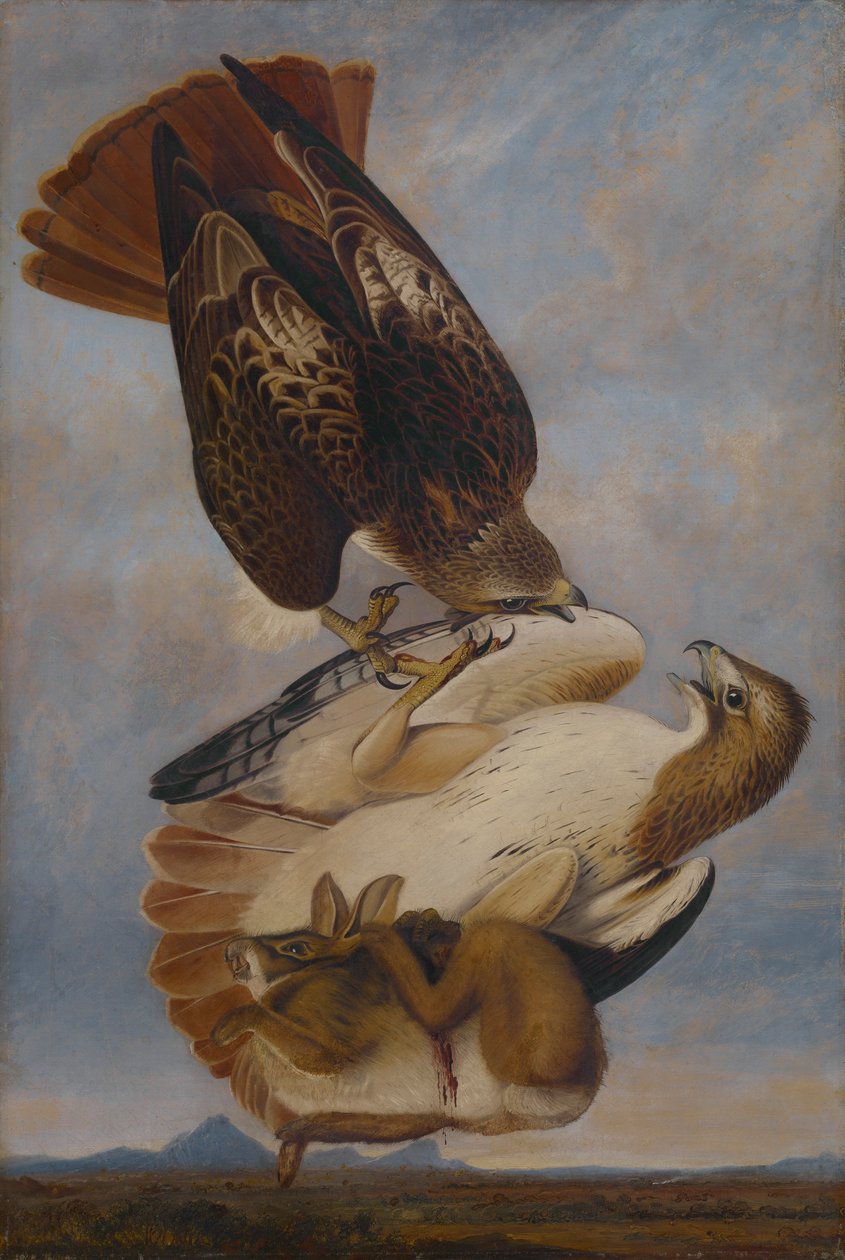 Falco coda rossa da Joseph Bartholomew Kidd