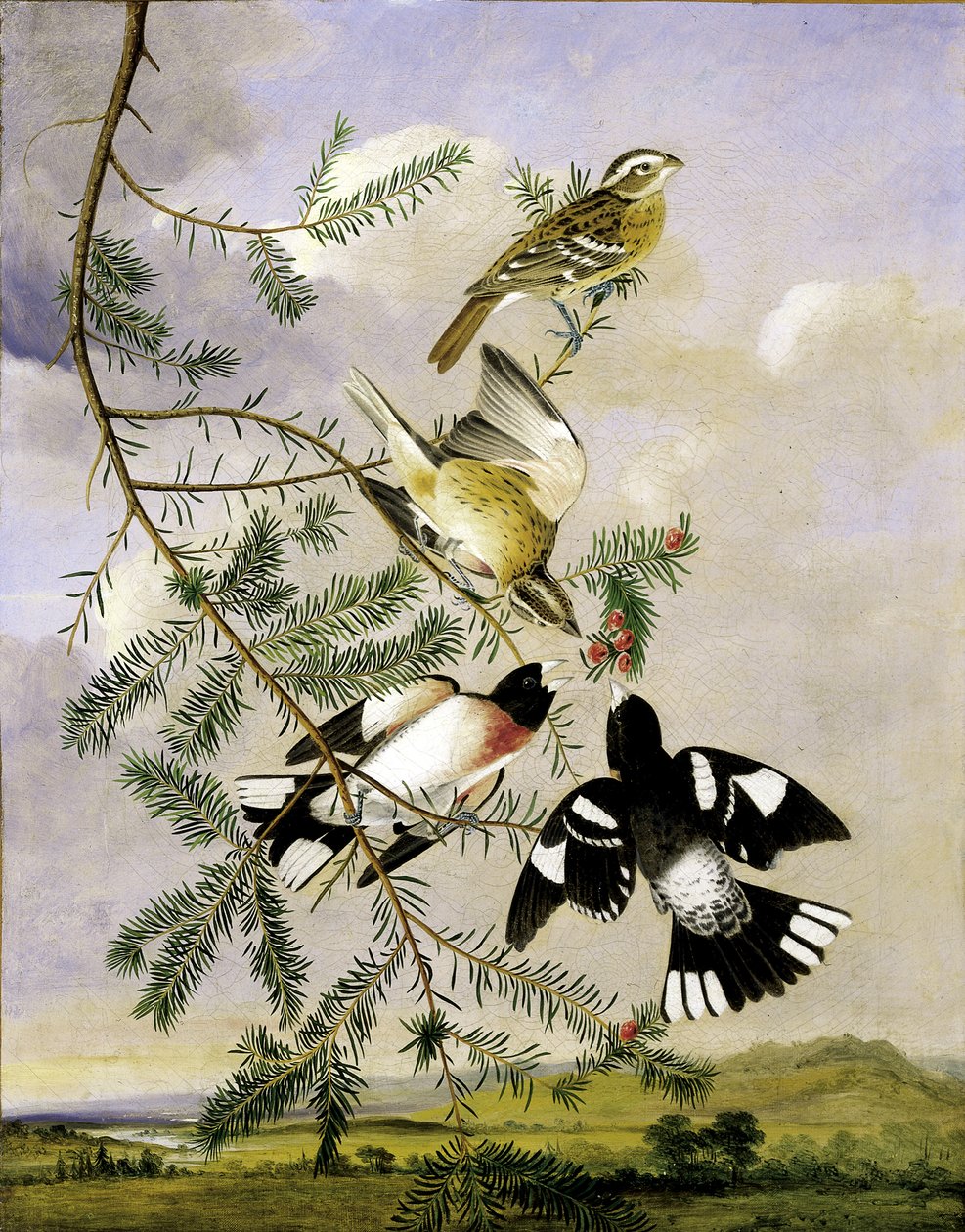 Cardinale dal petto rosa da Joseph Bartholomew Kidd