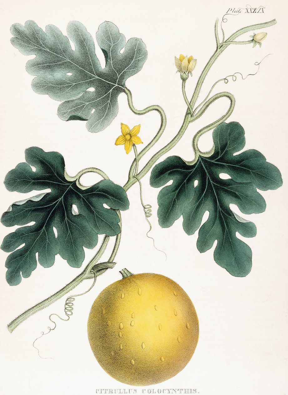 Colocynth, da "Illustrazioni di Botanica Medica: Consistenti in figure colorate delle piante che forniscono gli articoli importanti della Materia Medica". J.H. Colen da Joseph Carson