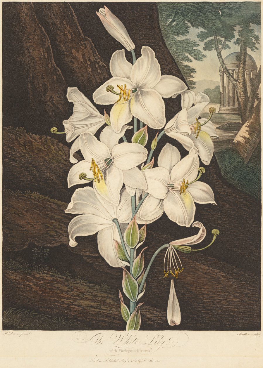 Il Tempio di Flora; o Giardino della Natura: Giglio Bianco con Foglie Variegate da Joseph Constantine Stadler