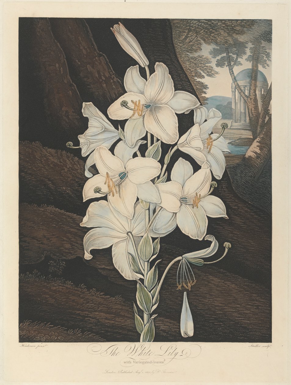 Il giglio bianco con foglie variegate, 1800, da Robert John Thornton, il 