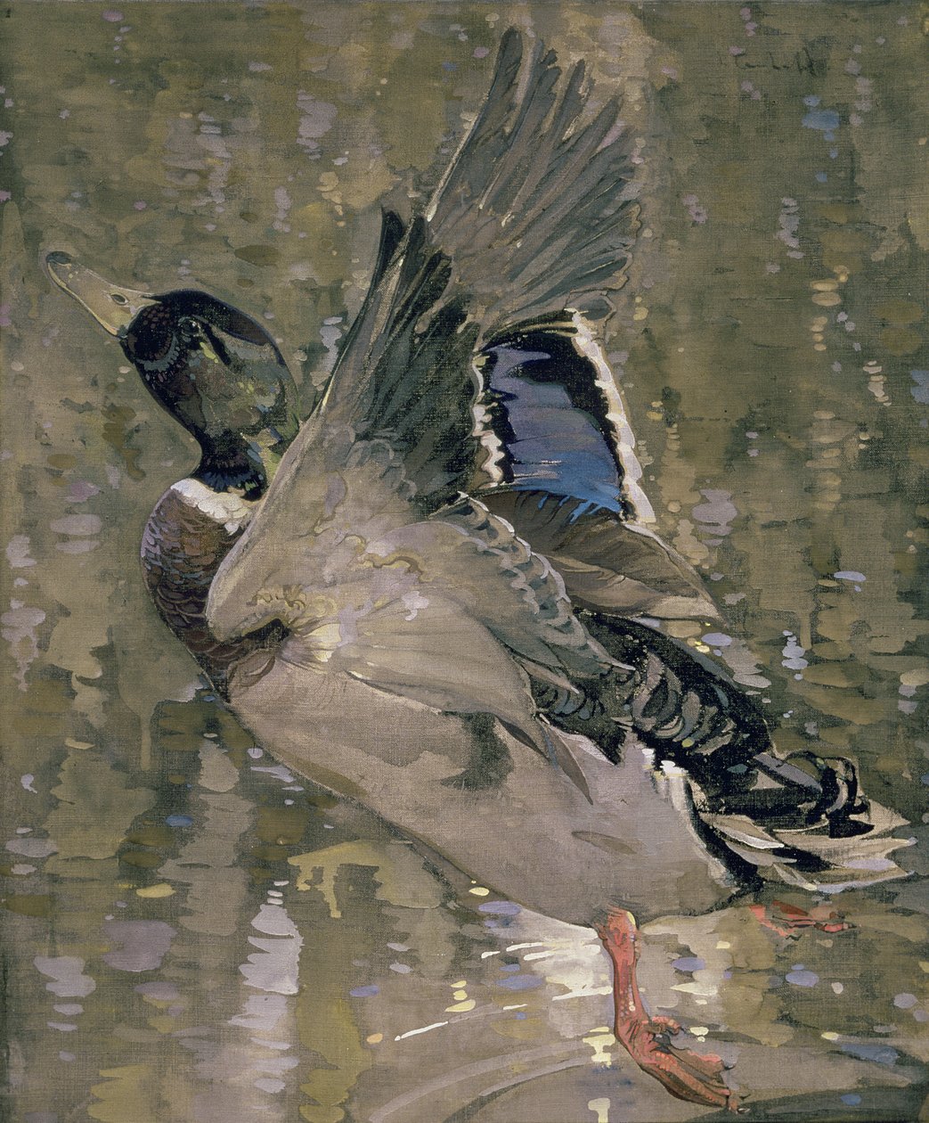 Anatra selvatica in volo da Joseph Crawhall