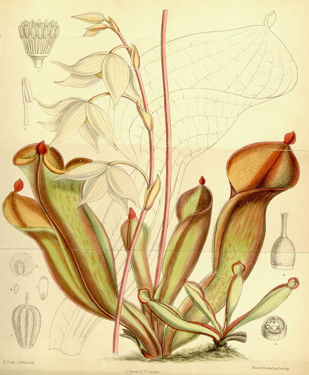 Heliamphora nutans, 1890 da Joseph Dalton Hooker