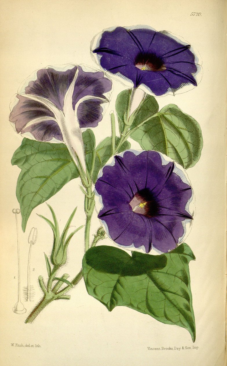 Ipomoea nil, 1868 da Joseph Dalton Hooker