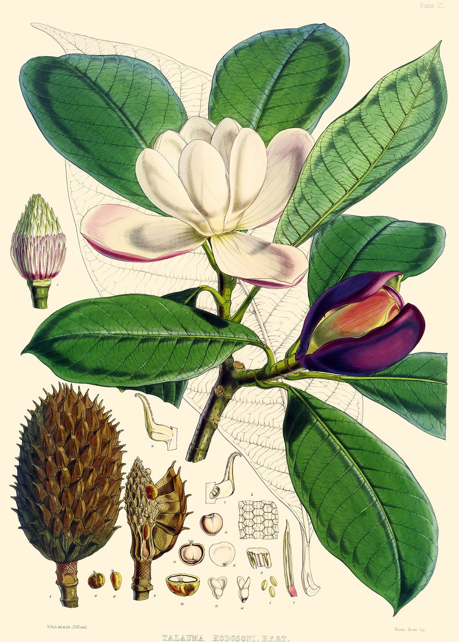 Magnolia hodgsonii, 1855 da Joseph Dalton Hooker