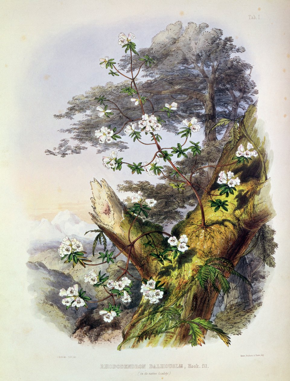 Rhododendron: Dalhousie, disegno da 