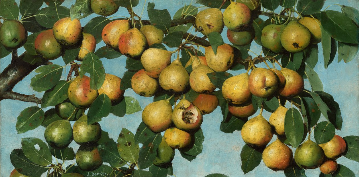 Pere in maturazione, 1884-1885 circa (olio su tela) da Joseph Decker